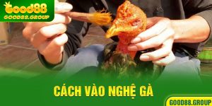 cách vào nghệ gà