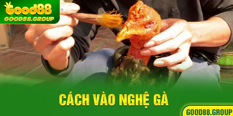 cách vào nghệ gà